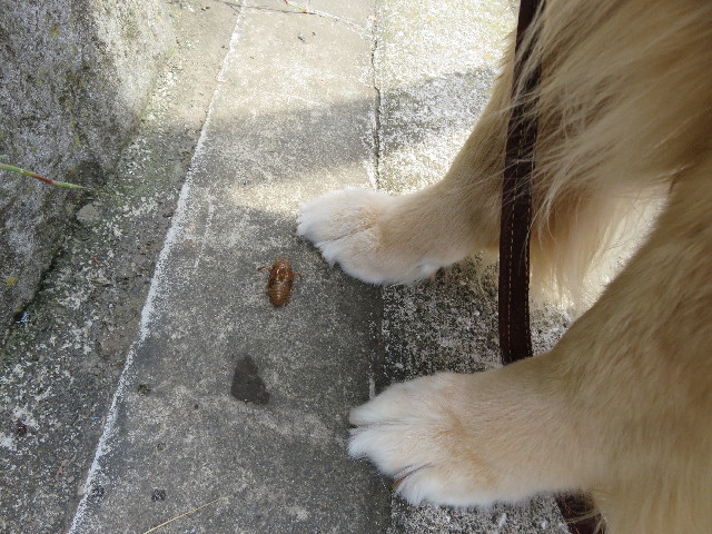 ファイル 5081-2.jpg