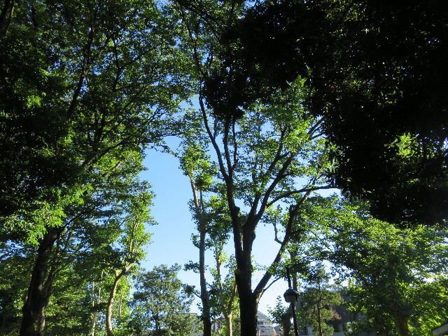 ファイル 5082-1.jpg