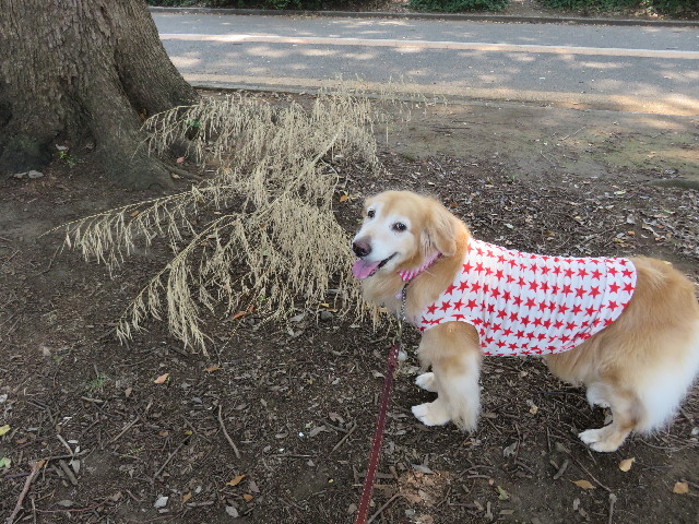 ファイル 5091-1.jpg