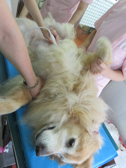 ファイル 5095-2.jpg