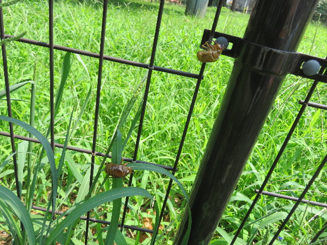 ファイル 5097-4.jpg