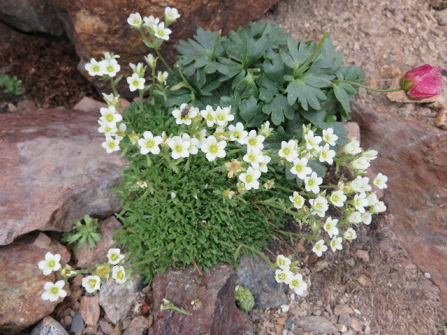 ファイル 5108-4.jpg