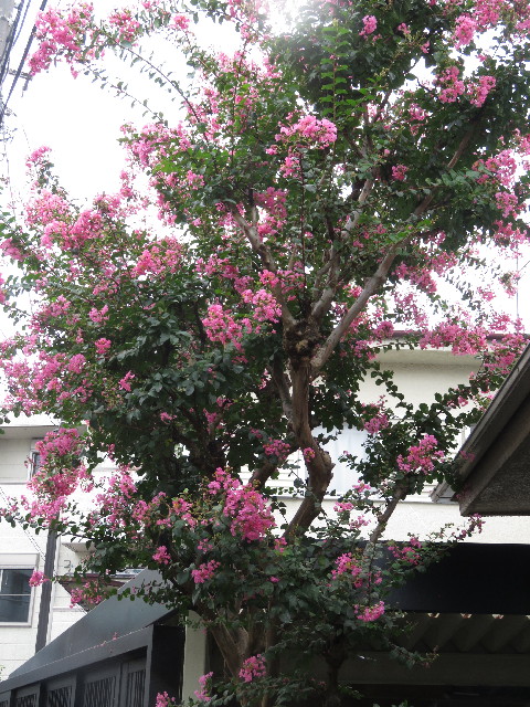 ファイル 5112-5.jpg