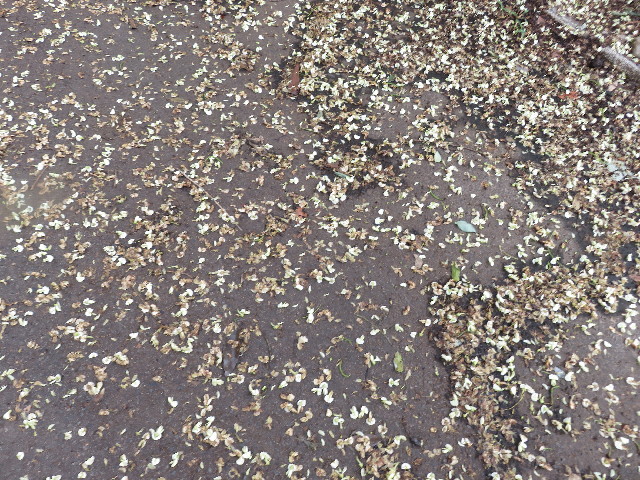 ファイル 5165-3.jpg