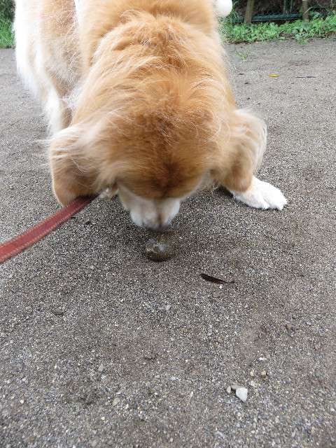 ファイル 5173-1.jpg