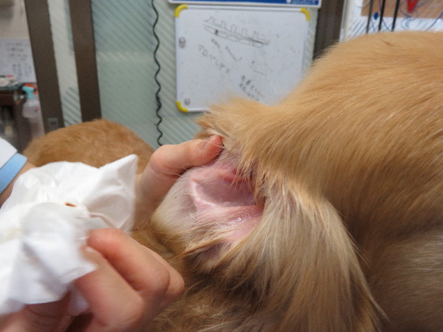 ファイル 5184-1.jpg