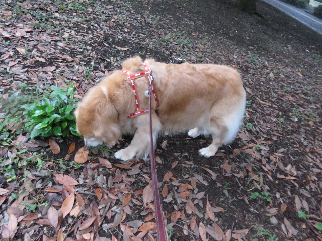 ファイル 5189-2.jpg