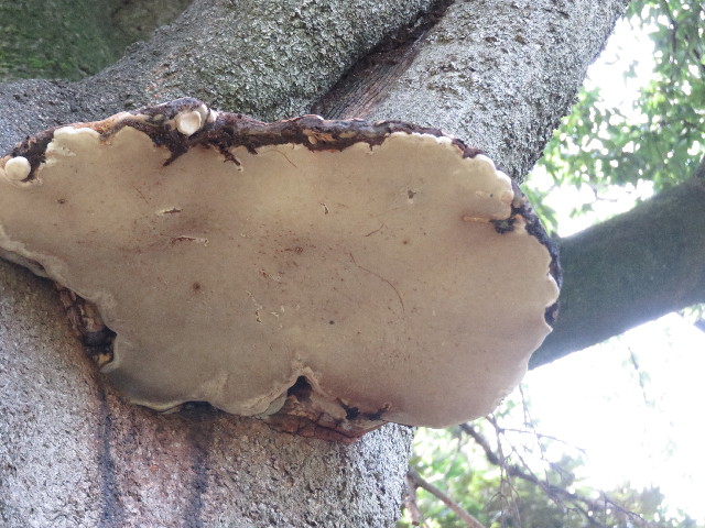 ファイル 5206-3.jpg