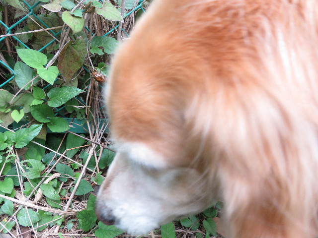 ファイル 5207-1.jpg