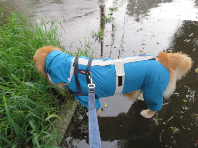 ファイル 5211-1.jpg