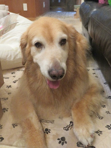 ファイル 5211-4.jpg