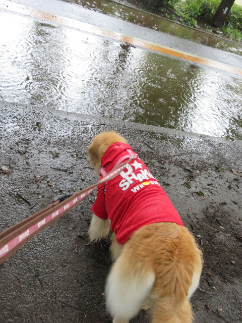 ファイル 5213-1.jpg