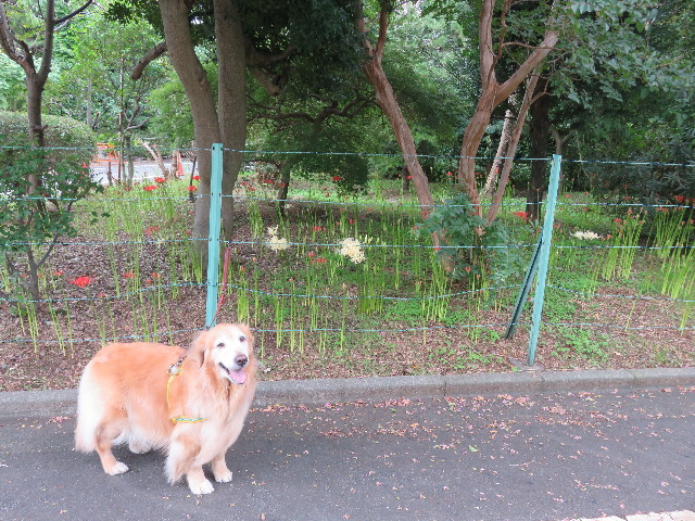 ファイル 5218-5.jpg