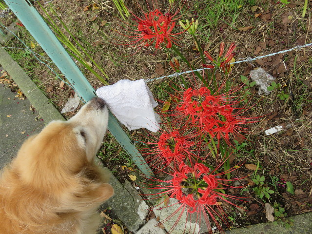 ファイル 5220-1.jpg