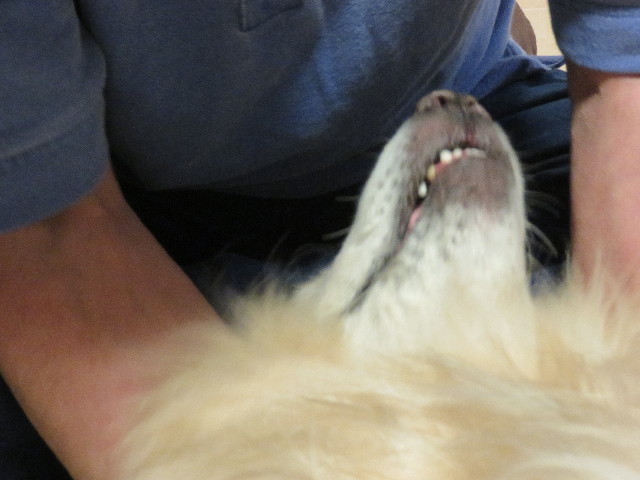 ファイル 5220-4.jpg