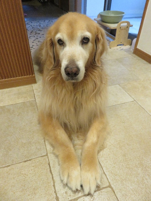 ファイル 5223-3.jpg