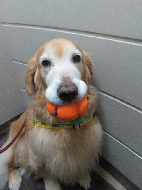 ファイル 5226-1.jpg