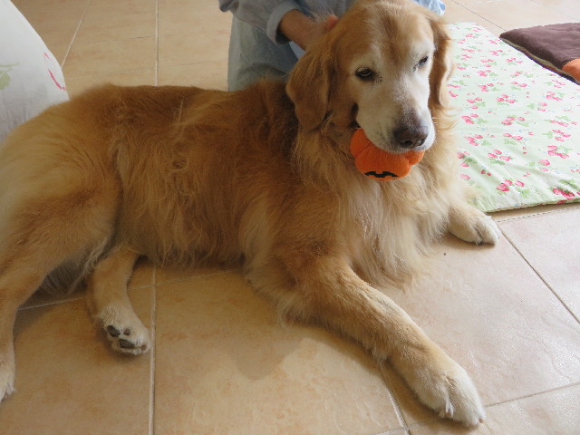 ファイル 5226-3.jpg