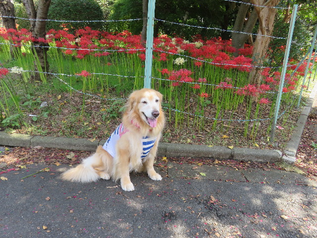 ファイル 5227-2.jpg