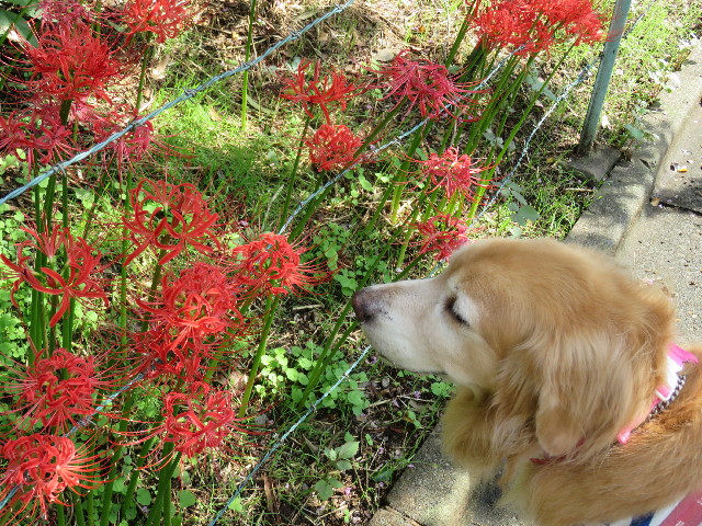 ファイル 5227-4.jpg