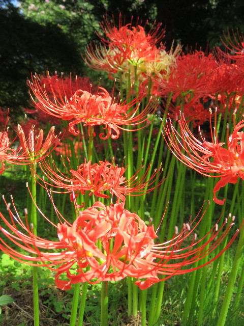 ファイル 5227-5.jpg