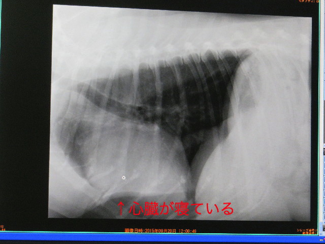 ファイル 5240-2.jpg