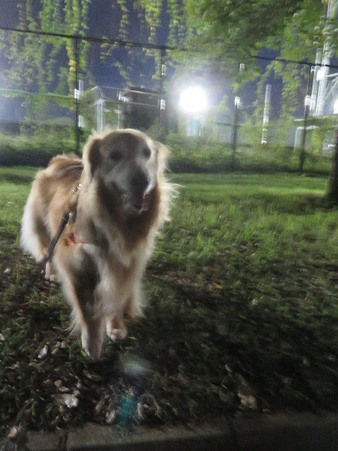 ファイル 5242-1.jpg