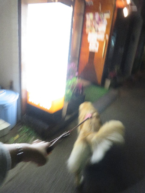 ファイル 5247-1.jpg