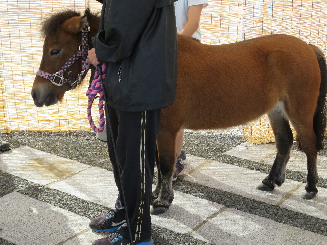 ファイル 5249-1.jpg