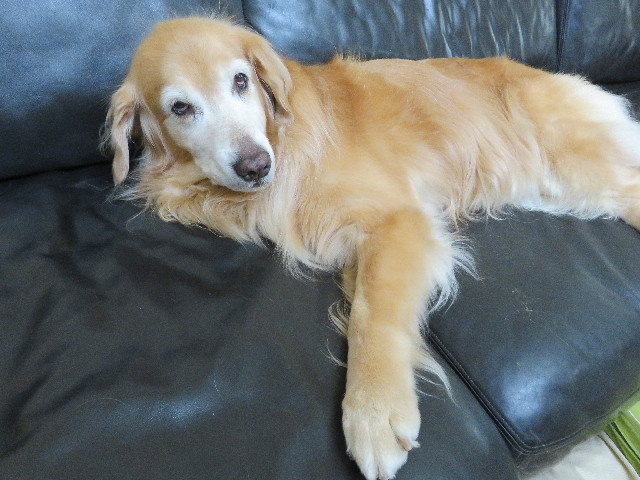 ファイル 5253-1.jpg