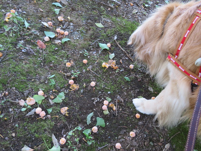 ファイル 5260-3.jpg