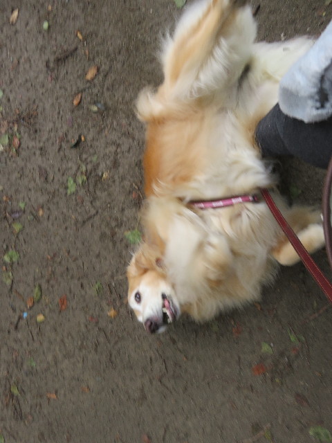 ファイル 5261-2.jpg