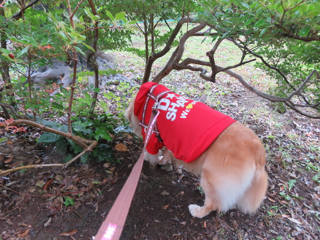 ファイル 5272-2.jpg