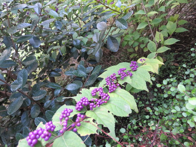 ファイル 5277-4.jpg