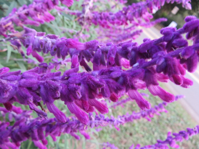 ファイル 5277-5.jpg