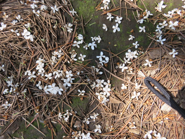 ファイル 5278-1.jpg