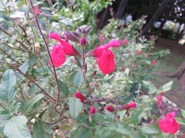 ファイル 5278-2.jpg