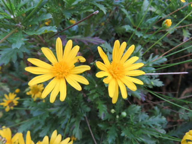 ファイル 5278-3.jpg