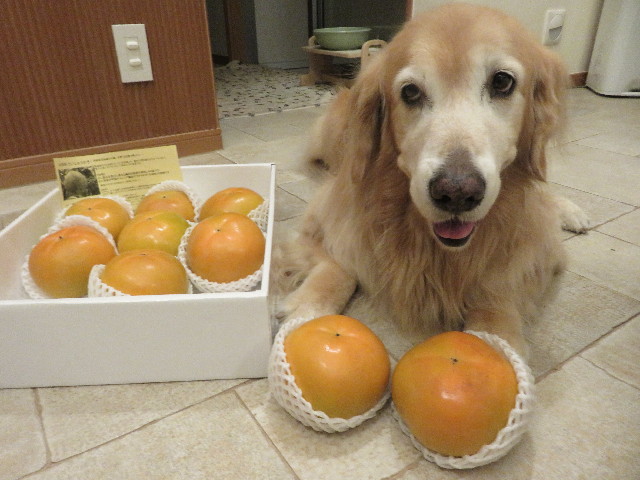 ファイル 5280-1.jpg