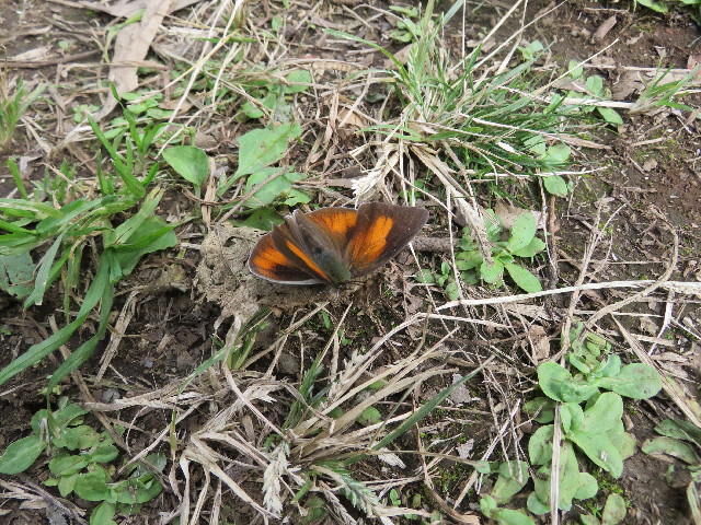 ファイル 5288-1.jpg