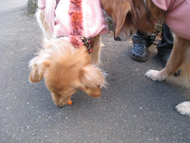 ファイル 529-2.jpg