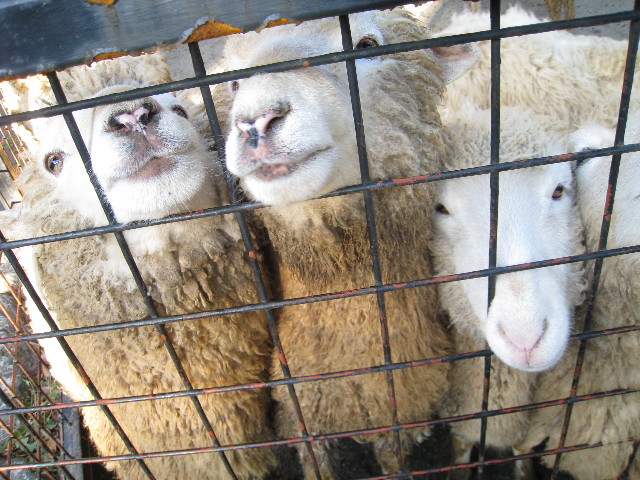 ファイル 529-5.jpg