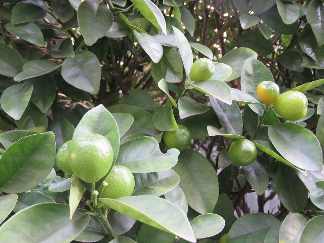 ファイル 5292-1.jpg