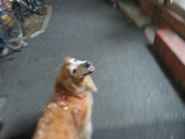 ファイル 5294-1.jpg