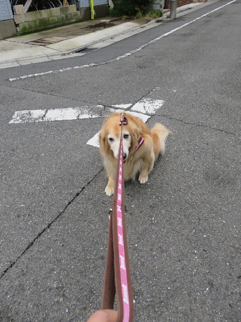 ファイル 5309-5.jpg