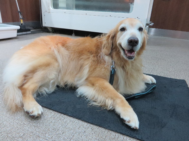 ファイル 5310-1.jpg