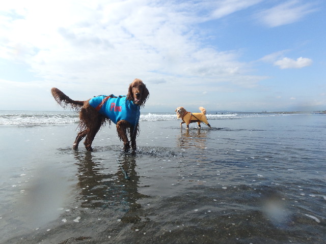 ファイル 5315-1.jpg