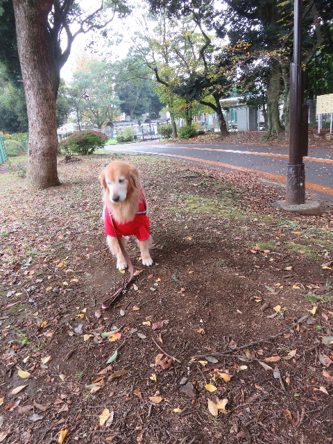 ファイル 5321-1.jpg