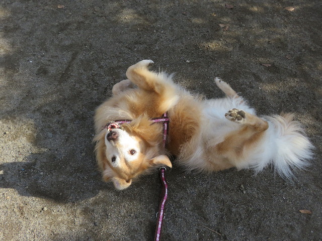 ファイル 5323-3.jpg