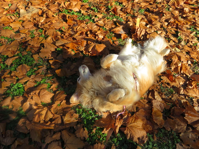 ファイル 5327-2.jpg